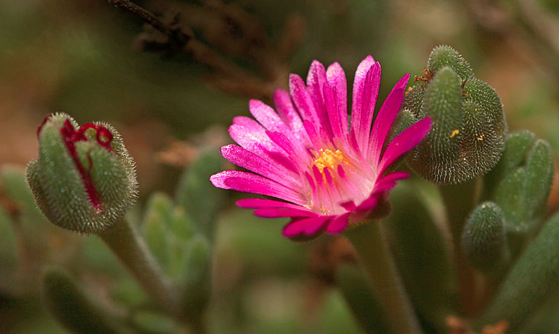 Lampranthus cv Red